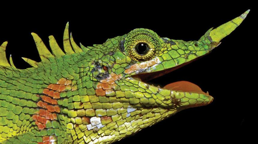 130 yıldır görünmüyordu, yeniden ortaya çıktı!