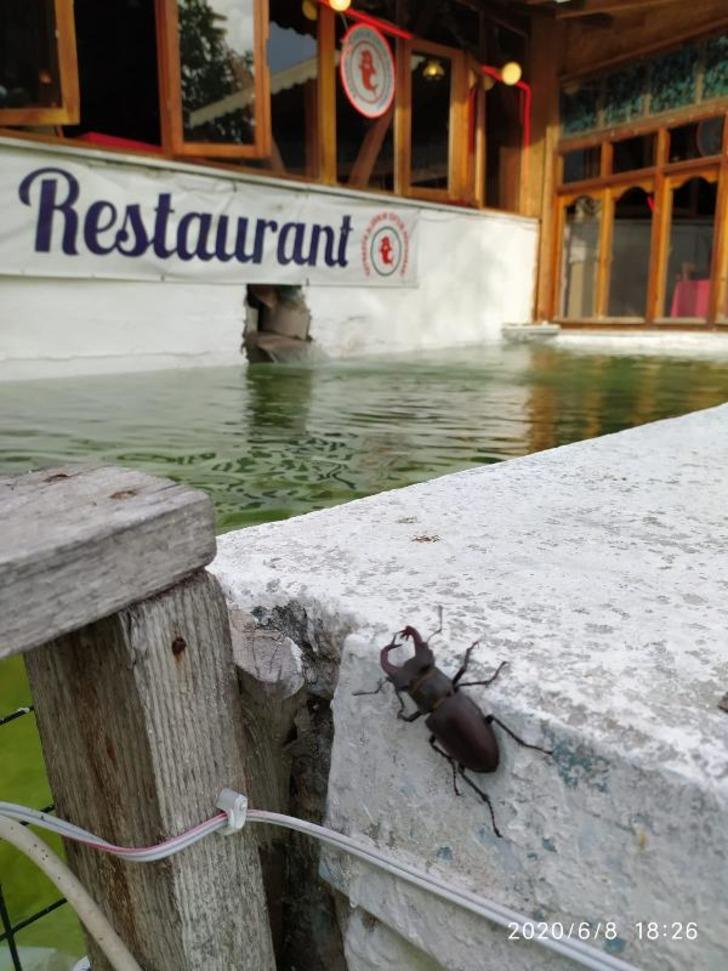 Kırklareli'nde nesli tükenme tehlikesi altındaki geyik böceği görüntülendi G1