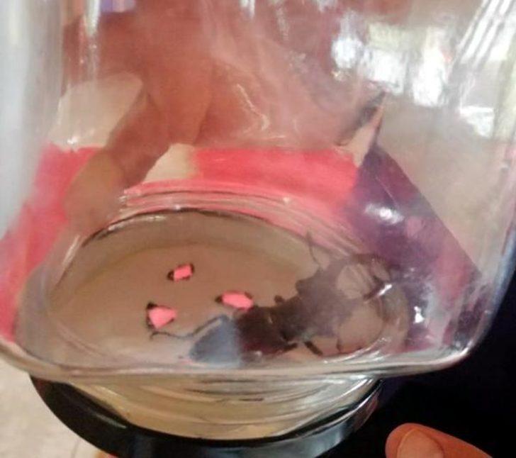 Kırklareli'nde nesli tükenme tehlikesi altındaki geyik böceği görüntülendi G4