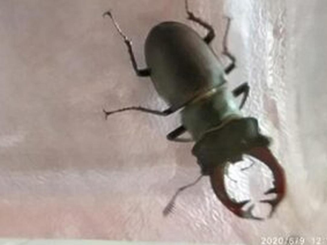 Kırklareli'nde nesli t&uuml;kenme tehlikesi altındaki geyik b&ouml;ceği g&ouml;r&uuml;nt&uuml;lendi