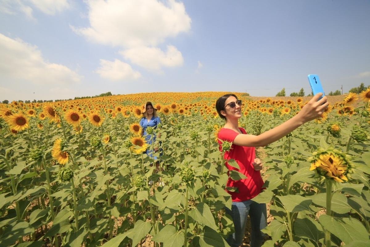 Ay&ccedil;i&ccedil;ekleri a&ccedil;tı, fotoğraf tutkunları tarlalara koştu
