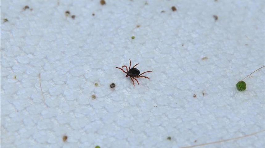 Sağlık Bakanlığı'ndan Kırım Kongo Kanamalı Ateşi açıklaması: Vakalarda artış var