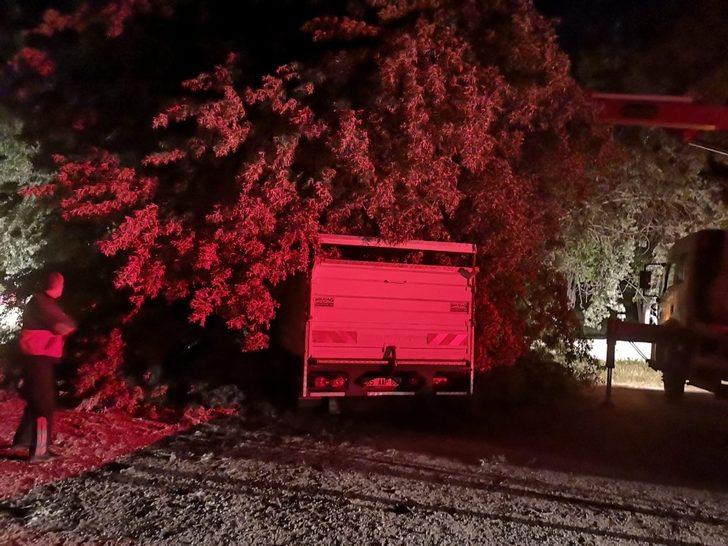 Üzerine ağaç devrilen hayvanlar yara almadan kurtuldu G1