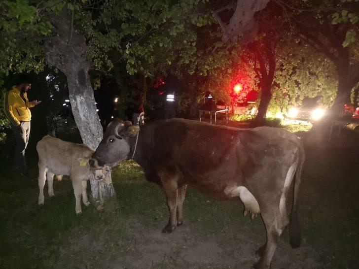 Üzerine ağaç devrilen hayvanlar yara almadan kurtuldu G3