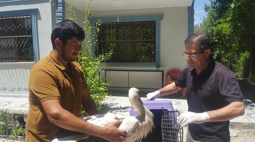 Bitkin halde bulunan leylek tedavi altına alındı