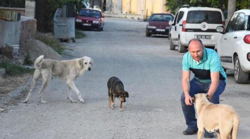 Mahalle ayağa kalkmıştı! Kedi ve köpek ölümlerinin nedeni belli oldu