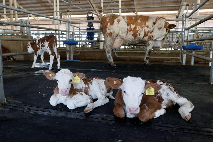 Ceylanpınar Tarım İşletmesinde üçüz buzağı sevinci G1