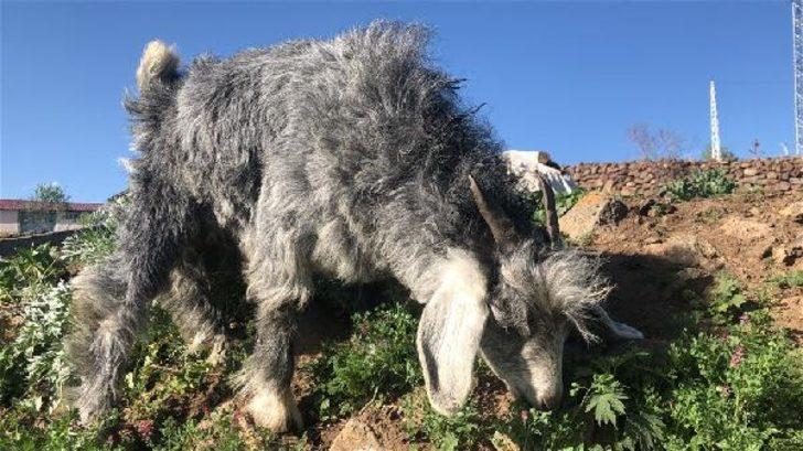 Yer: Kars! 'Bremen Mızıkacıları' gerçek oldu G4