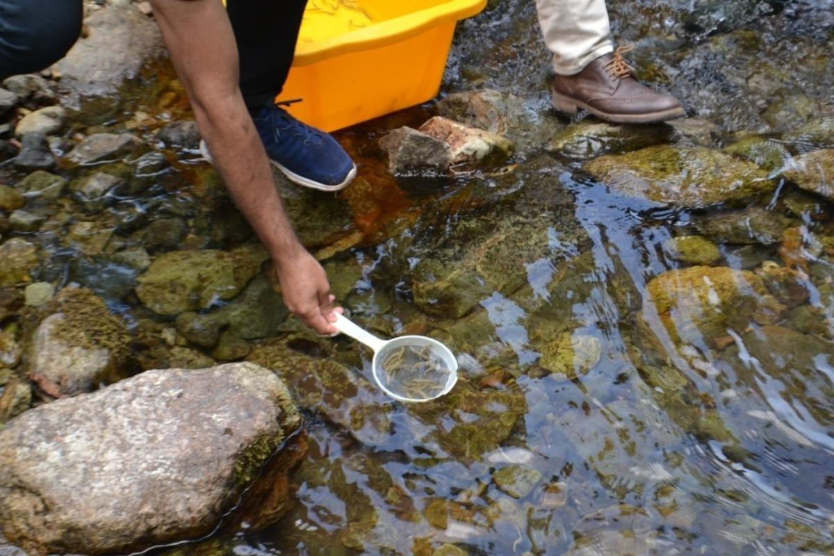 Giresun&rsquo;da alabalık yavruları dereye salındı