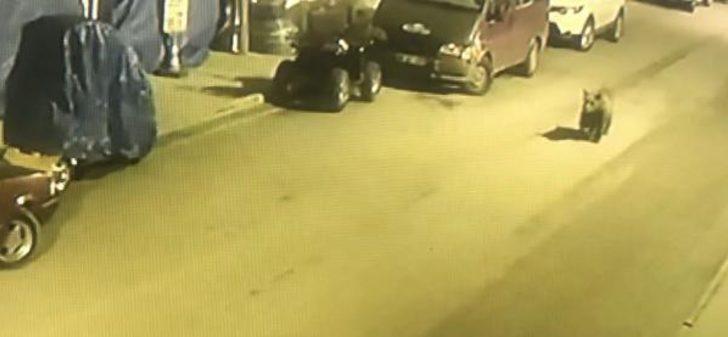 Geceyi bekleyip, pencere ve balkonlara çıkıyorlar! Görüntülemek için birbirleriyle yarışıyorlar G1