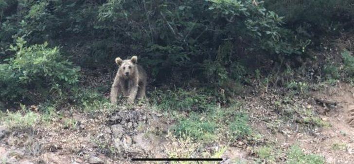 Geceyi bekleyip, pencere ve balkonlara çıkıyorlar! Görüntülemek için birbirleriyle yarışıyorlar G2