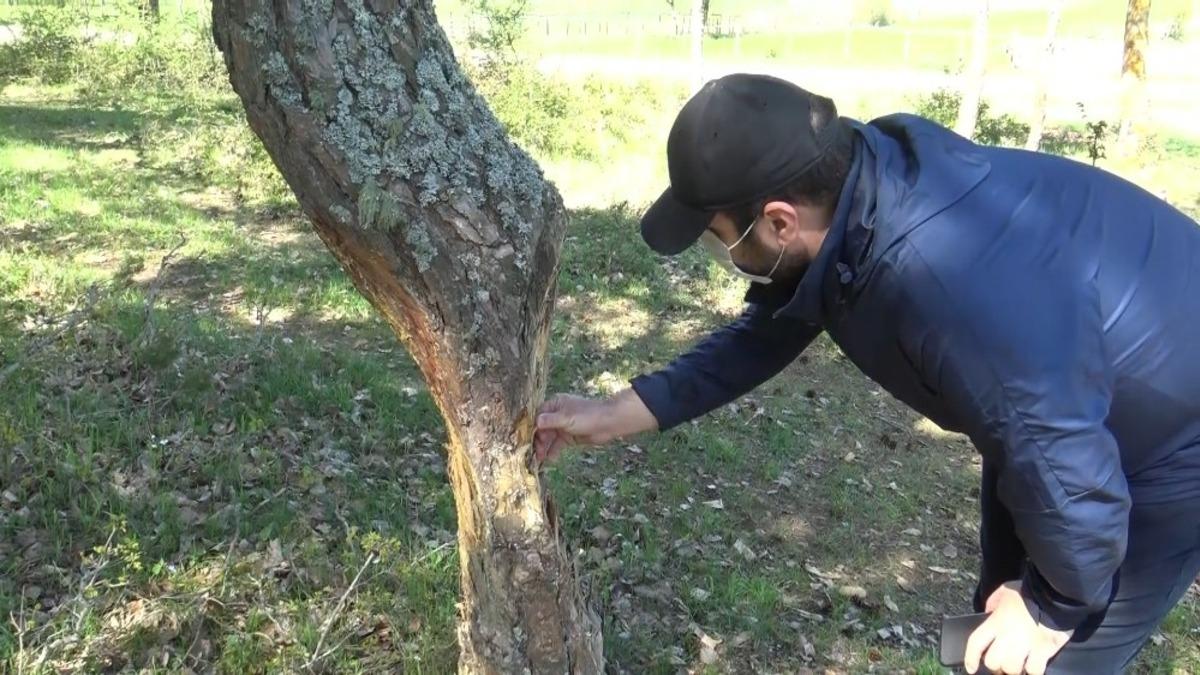 Ağa&ccedil;ları canlı canlı oydular