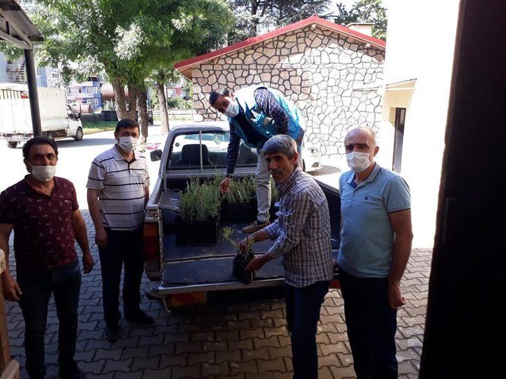 Simav’da Gojiberry üretimine fidan desteği G1