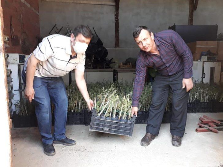 Simav’da Gojiberry üretimine fidan desteği G3