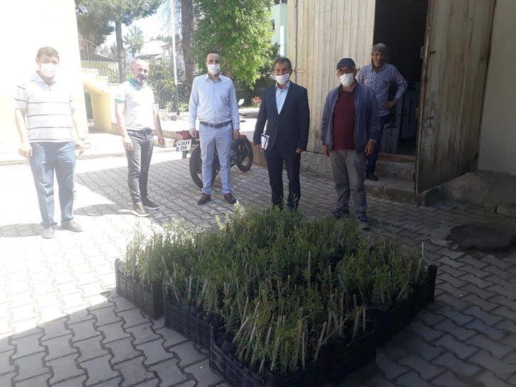 Simav’da Gojiberry üretimine fidan desteği G4