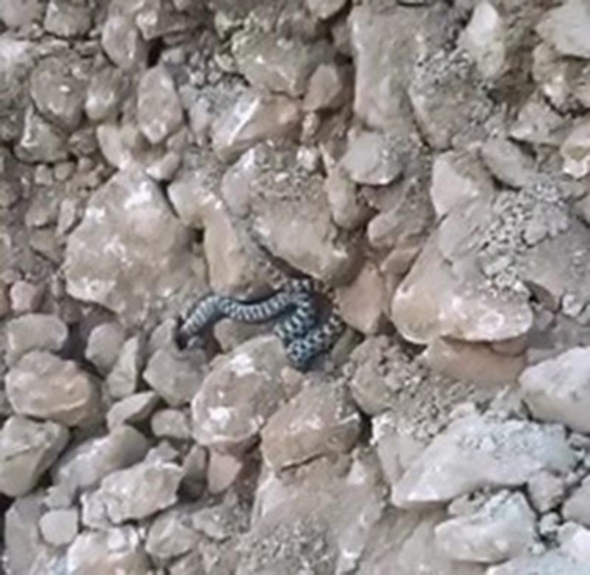 Elazığ&rsquo;da yılanlar ortaya &ccedil;ıkmaya başladı