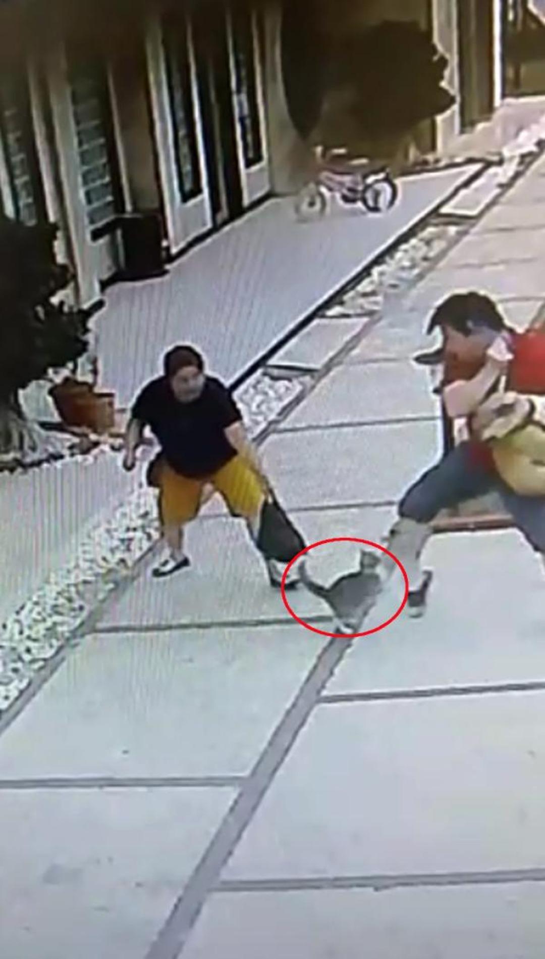 K&ouml;peğe b&ouml;yle saldırmıştı! Şimdi sitenin maskotu oldu