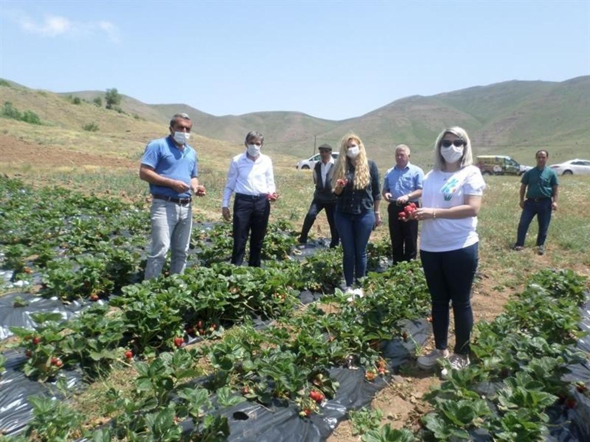 &Ccedil;ilek Hasat Tarla G&uuml;n&uuml; d&uuml;zenlendi