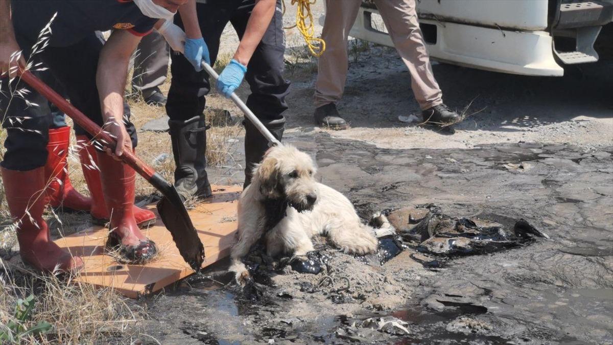 Zifte yapışmış halde buldular! B&ouml;yle kurtarıldı