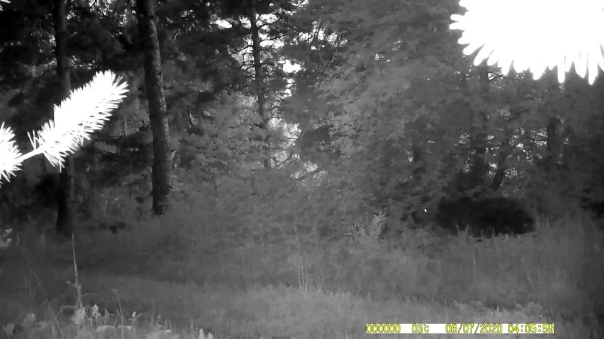 Vahşi doğanın g&ouml;rmediğimiz y&uuml;z&uuml;! Foto kapanla g&ouml;r&uuml;nt&uuml;ledi! 