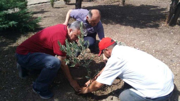 Ayvalık MYO zeytin fidanlarını toprakla buluşturdu G2