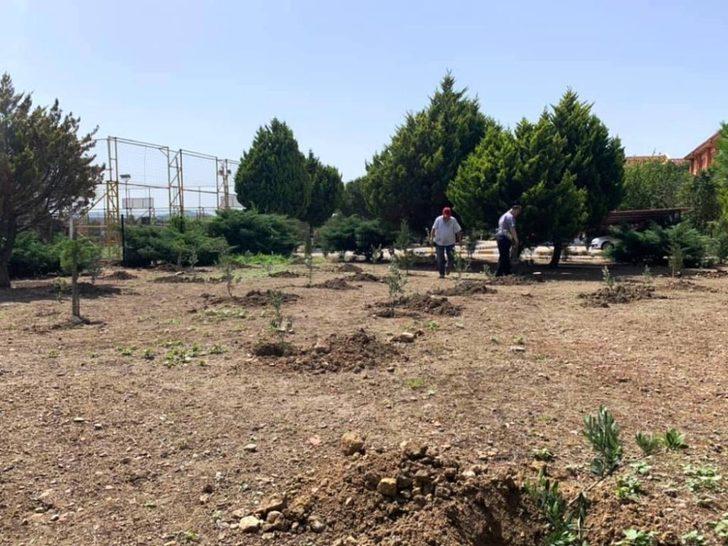 Ayvalık MYO zeytin fidanlarını toprakla buluşturdu G3