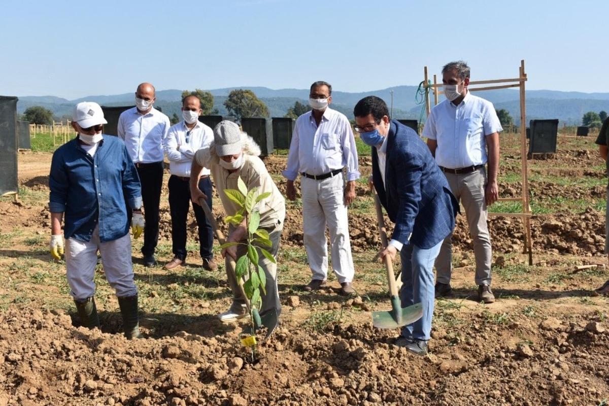 Avokado fidanları toprakla buluştu