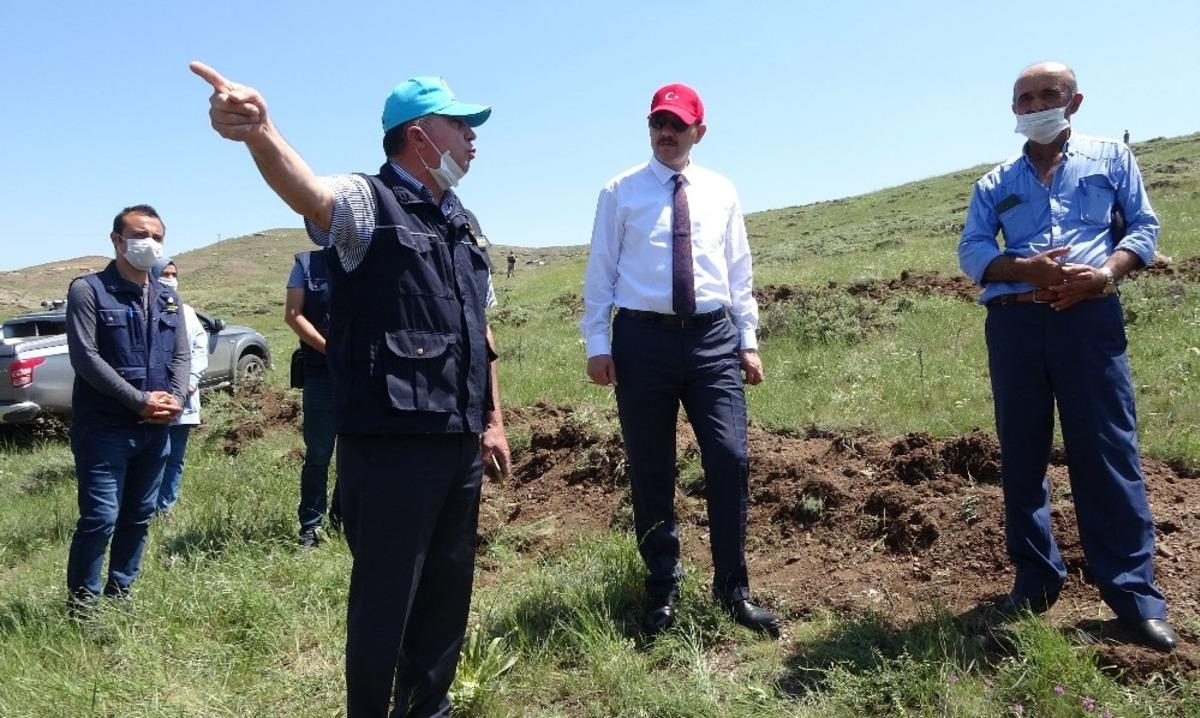 648 bin Sivaslı adına fidan dikilecek