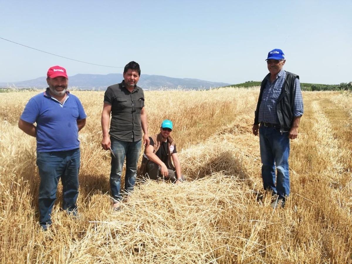 Salihli Ovası&rsquo;nda dane kaybına karşı sıkı denetim
