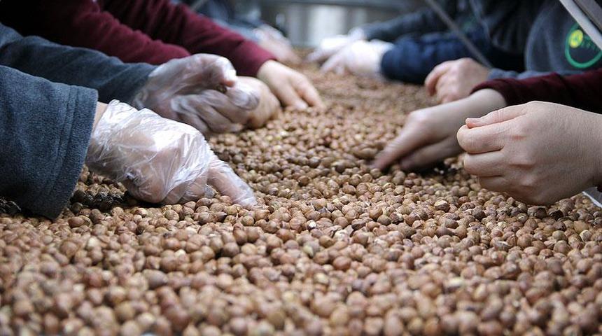 Türk fındığında tüm zamanların ihracat rekoru kırıldı