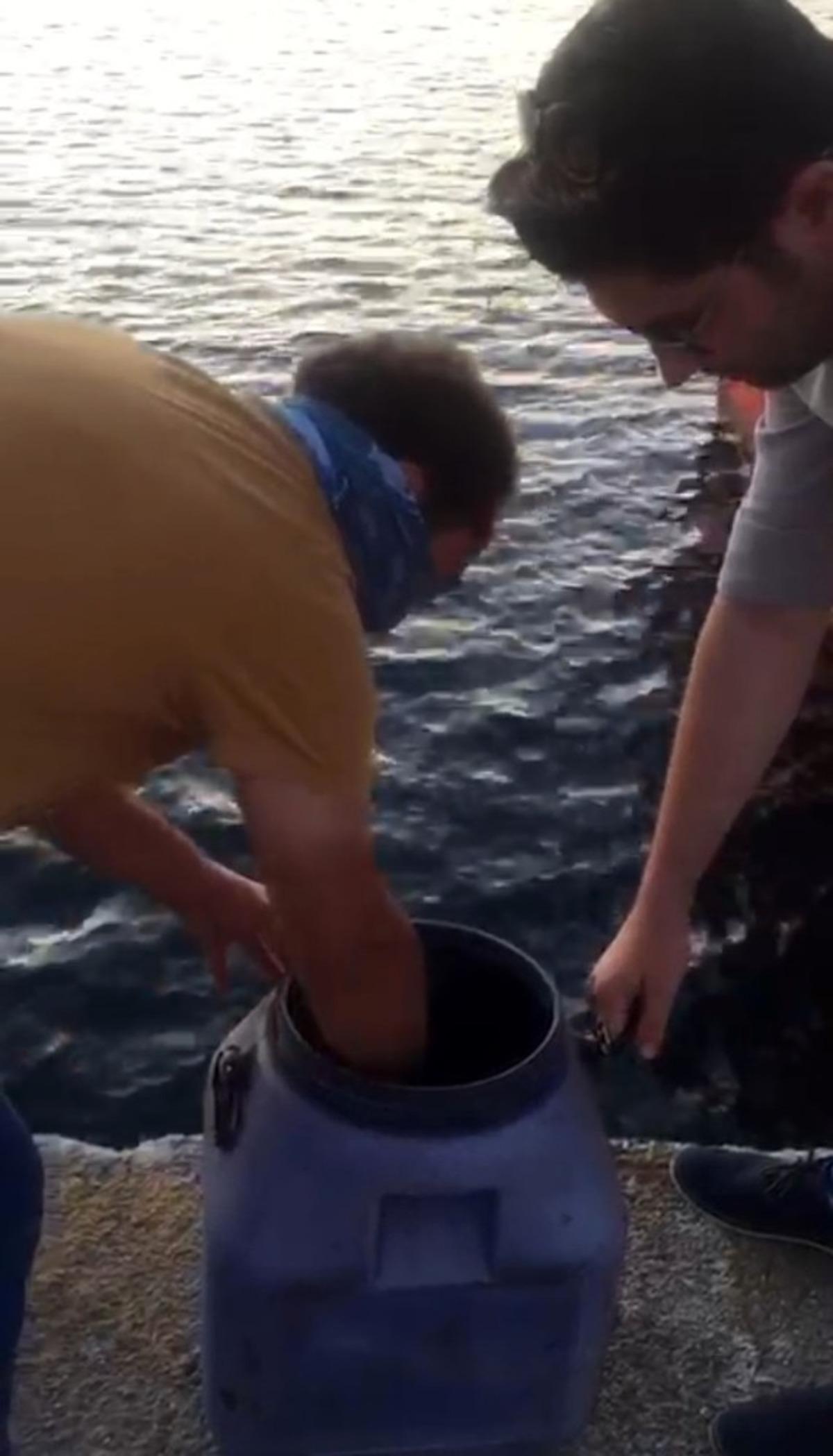 Kilosu altın değerinde olan deniz patlıcanını avlarken yakalandılar