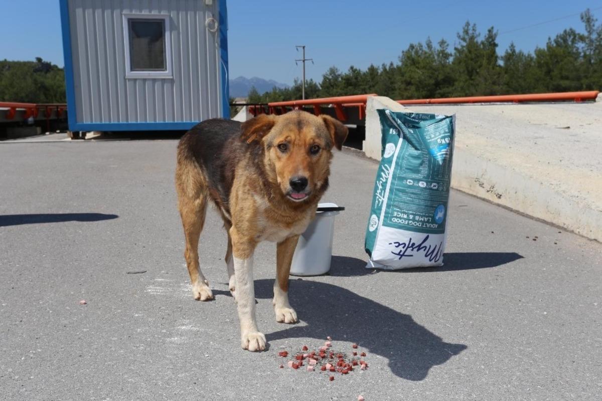 Kepez&rsquo;e hayvan hastanesi m&uuml;jdesi
