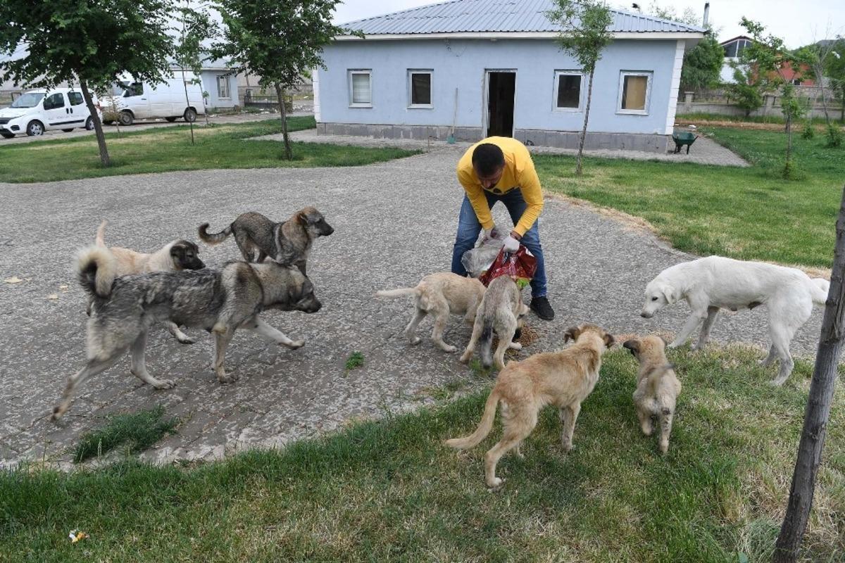 Muş Belediyesiyle sokak hayvanlar emin ellerde