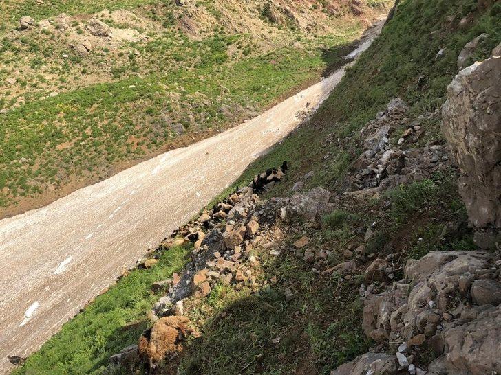 Dağdan düşen kayalar 20 hayvanı telef etti G1