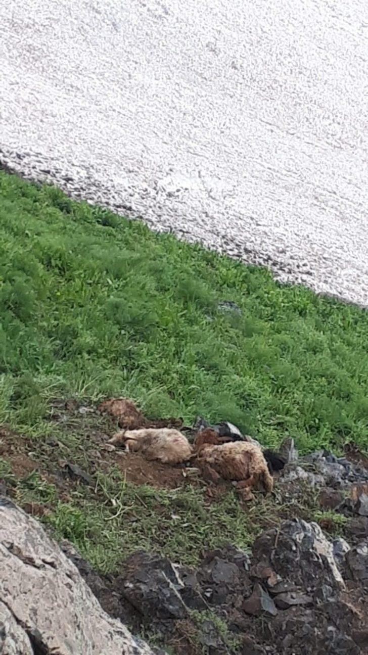 Dağdan düşen kayalar 20 hayvanı telef etti G3