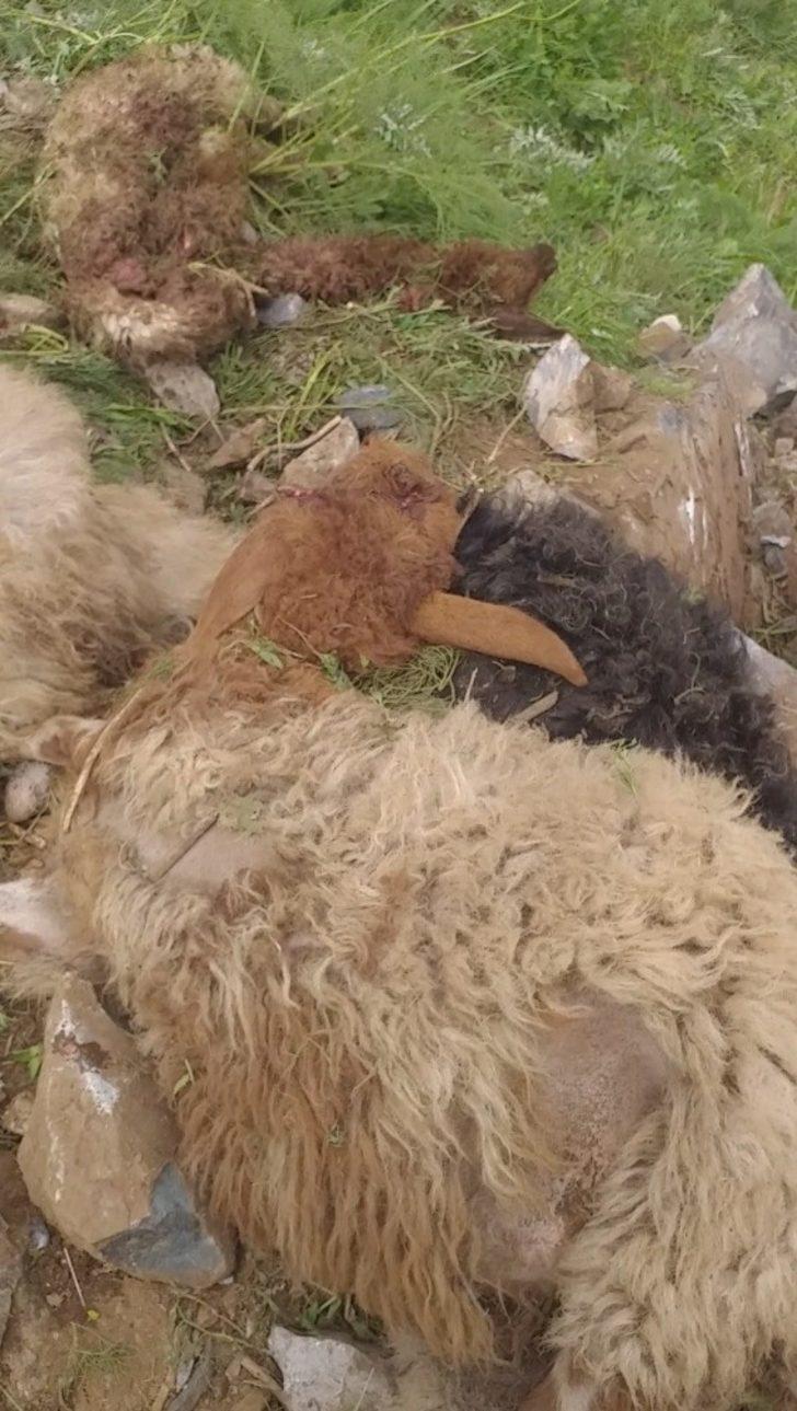 Dağdan düşen kayalar 20 hayvanı telef etti G4