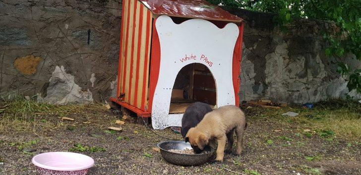 Tunceli’de gönüllülerden, sokak hayvanlarına destek G4
