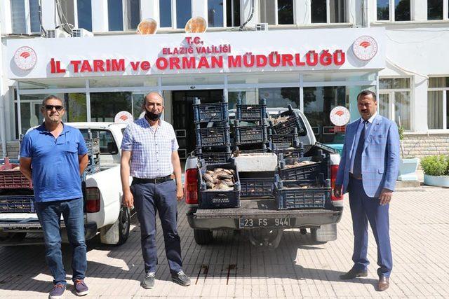 Elazığ’da bir ton kaçak balık ele geçirildi, 10 bin TL ceza kesildi