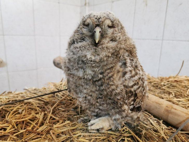 Yavru baykuşlar koruma altına alındı G2