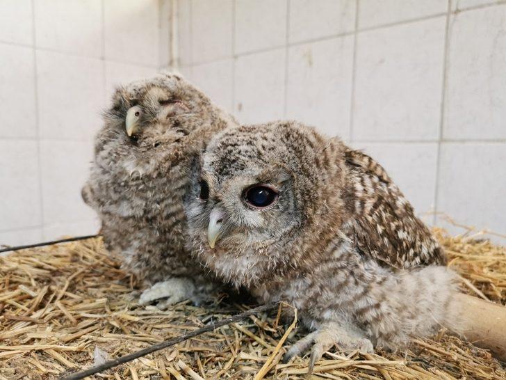 Yavru baykuşlar koruma altına alındı G3