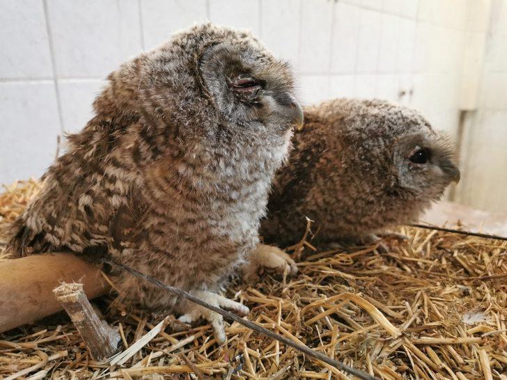 Yavru baykuşlar koruma altına alındı G4