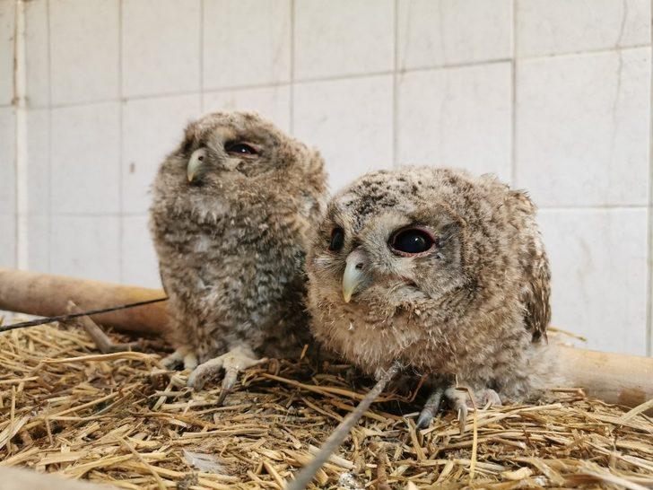 Yavru baykuşlar koruma altına alındı G5