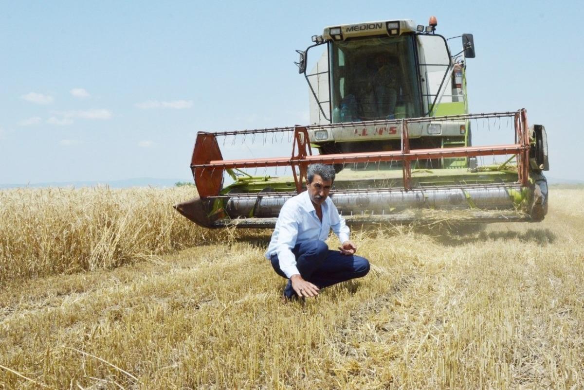 Manisa&rsquo;da buğday hasadı başladı