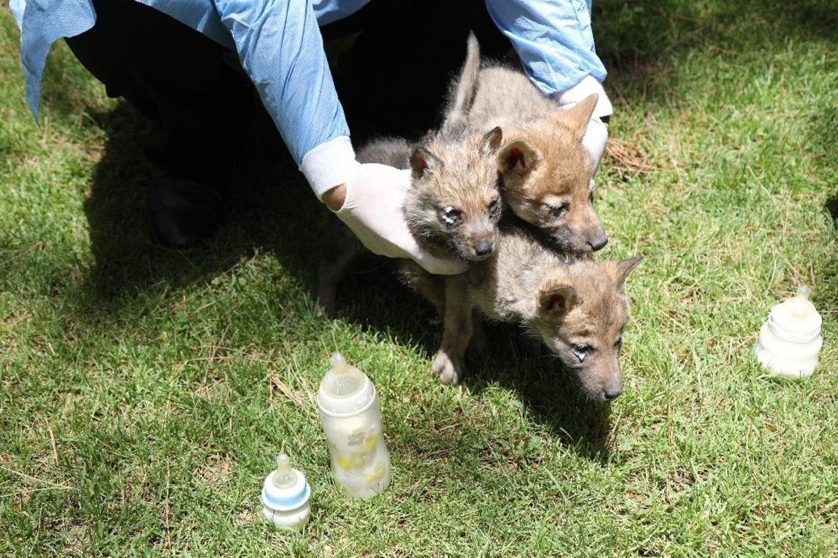 Hayvanat Bah&ccedil;esi&rsquo;nin yeni sakinleri 3 yavru kurt oldu