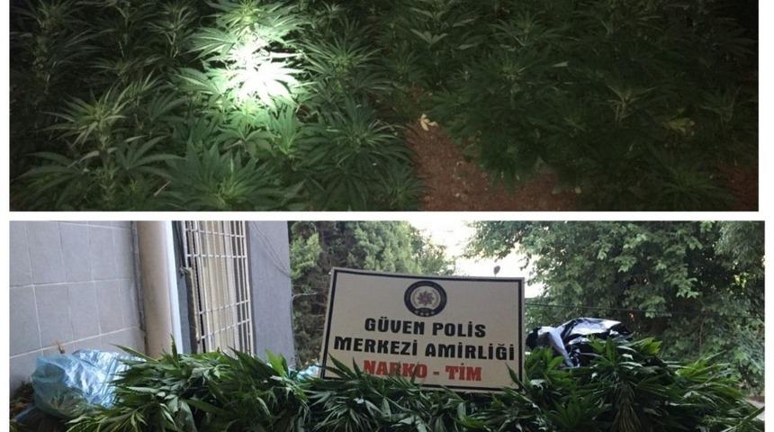 Gaziantep&rsquo;te bir evde 500 k&ouml;k Hint keneviri bulundu