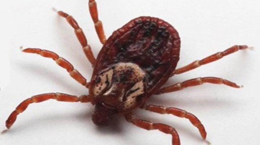 Tarım ve Orman M&uuml;d&uuml;rl&uuml;ğ&uuml;nden &lsquo;kene&rsquo; uyarısı