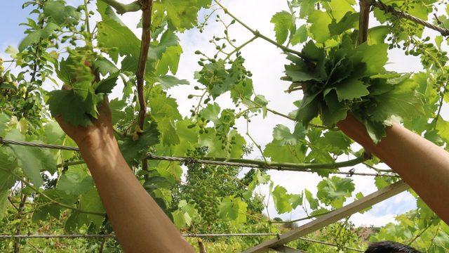 Meyvesi 2, yaprağı 10 liradan satılıyor