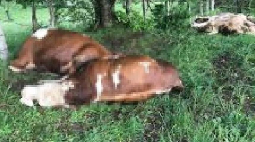 Çanakkale Biga'da 3 inek yıldırım düşmesi sonucu öldü