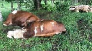 Çanakkale Biga'da 3 inek yıldırım düşmesi sonucu öldü