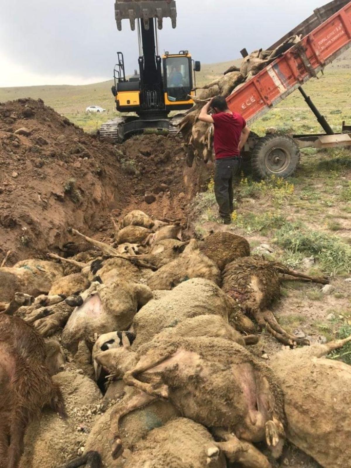 Haymana Ziraat Odasından telef olan k&uuml;&ccedil;&uuml;kbaş hayvanlarla ilgili a&ccedil;ıklama